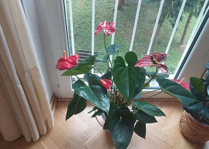 Sevojno Studio