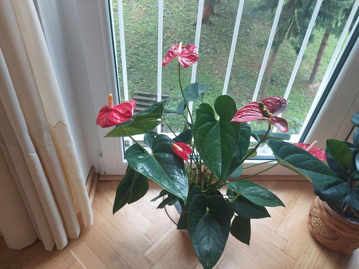 Apartment Sevojno Studio
